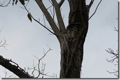 IMG_7886