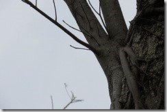 IMG_7889