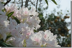 IMG_8013
