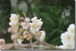IMG_8771