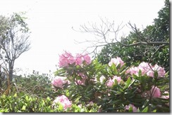 IMG_8805