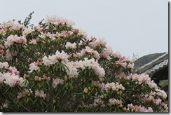 IMG_8831