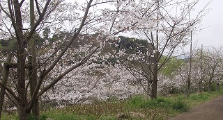 sakura2009-1.jpg
