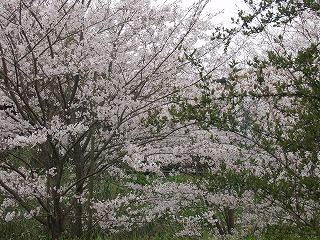 sakura2009-2.jpg