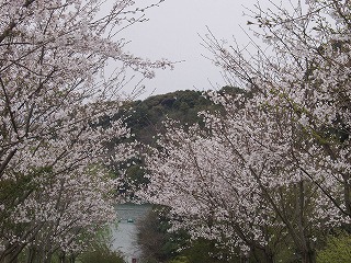 sakura2009-3.jpg